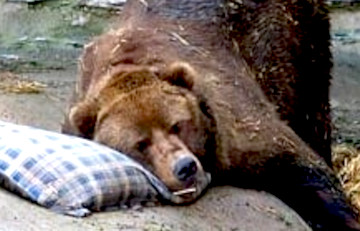 В Могилеве проснулся местный «синоптик», который предсказывает весну