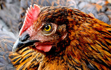 У Беларусі ёсць куры, якія нясуць велікодныя яйкі