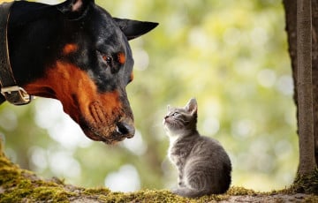 Чаму псы — альтруісты, а каты — індывідуалісты?