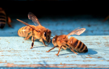Маленькая белоруска сняла проснувшихся пчел и покорила соцсети