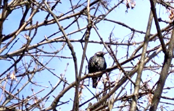В Минске заметили первого скворца