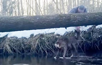 Пад Мінскам мужчына выратаваў замярзаючую казулю