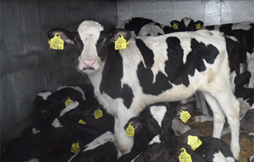 Расіяне апалчыліся на беларускіх кароў