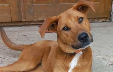 «Занялись бы приютами, наконец, а не позорились с ужасом на Гурского»