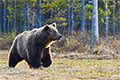 На Минщине заметили медведя в лесу