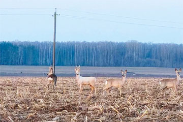 Под Лидой заметили косулю-альбиноса