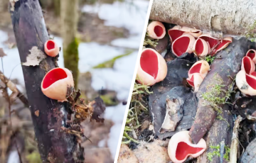 В лесах под Минском заметили «бомбическое» скопление грибов