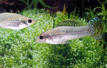 Знойдзена рыба, якая абышла законы біялогіі