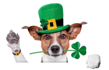 Чаму колер Дня святога Патрыка змяніўся з сіняга на зялёны