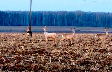 У Беларусі заўважылі рэдкую жывёлу