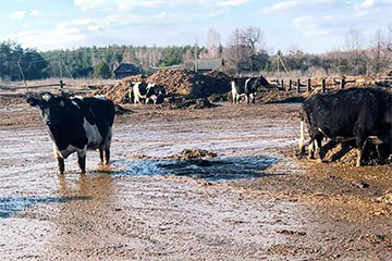 В Славгородском районе коровы вынуждены ходить по вымя в грязи