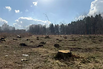 В Минске массово вырубают лес под предлогом «кородеда»