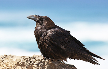 Ученые: Вороны — стратеги и гении