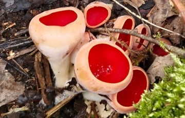 Минчанка увидела в лесу грибы, похожие на печенье из детства