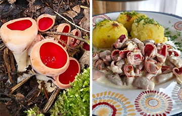 Минчанка увидела в лесу грибы, похожие на печенье из детства