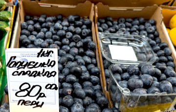 На Комаровке появилась необычно крупная голубика