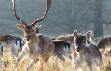 Белорусы пытаются спасти истощенных оленей