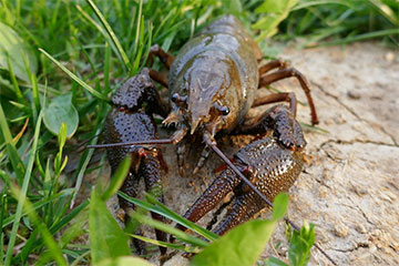 У Беларусі пачалі разводзіць незвычайных ракаў