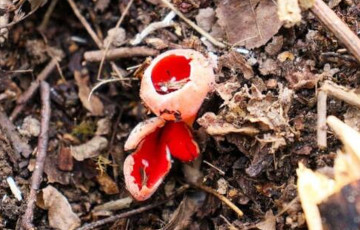 Под Минском нашли редкий весенний гриб