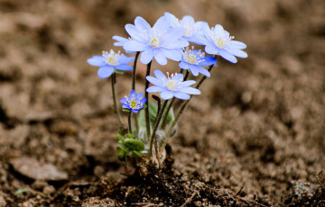 В Беловежской пуще появились первые признаки весны