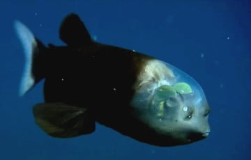 В глубинах океана нашли существо с уникальным зрением