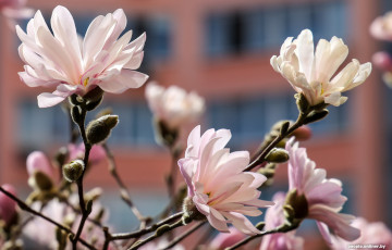 В одном из дворов Минска раньше срока зацвела магнолия