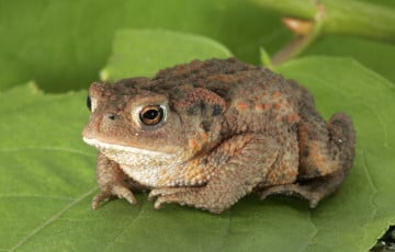 Под Минском нашли «жабье логово»