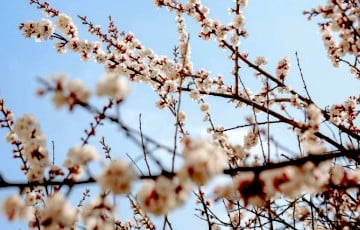 В Беларуси зафиксировали беспрецедентную погодную аномалию