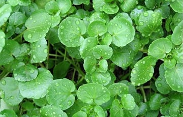 Малоизвестный овощ бьет все рекорды по железу и витамину С