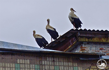 «Для Чернобыля это настоящая сенсация»