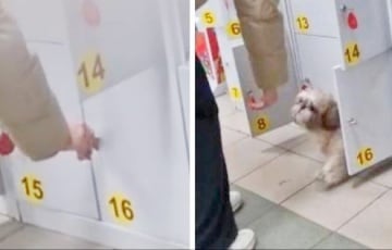 У Віцебску сабаку замкнулі ў камеры захоўвання