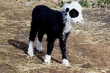 Под Гродно родилась овечка-панда