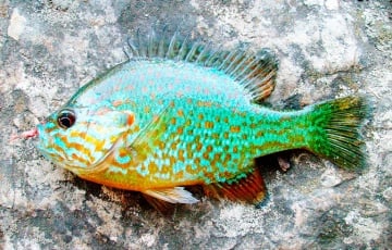 У Беларусь можа прыйсці агрэсіўная рыба-захопнік