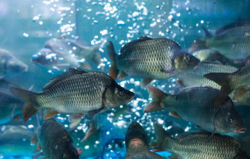 У Мінску незвычайная справа пра жывую рыбу на мільёны дайшла да суда