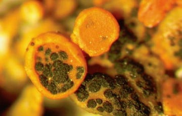 В Беларуси нашли новый гриб