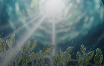 Клеткі жывёл навучылі «харчавацца» святлом