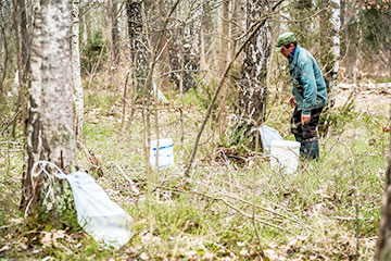 У Беларусі пачаўся сезон бярозавага соку