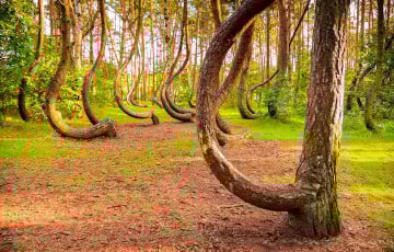 В Польше обнаружили загадочный лес с изогнутыми деревьями