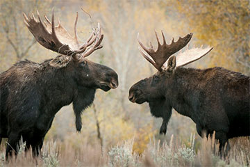 В Колодищах сразу два лося переходили улицу