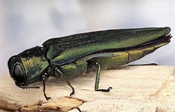 В Беларуси обнаружили жука-убийцу