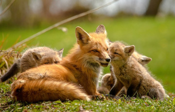 Ліса з лісянятамі гуляла ў Гродне