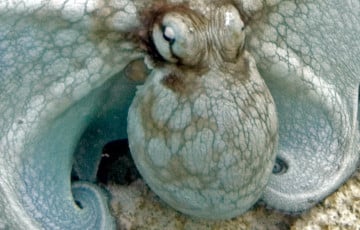 Ученые выяснили, что во времена динозавров в океанах обитали «кракены»