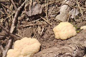 У Белавежскай пушчы заўважылі «рухомы грыб»