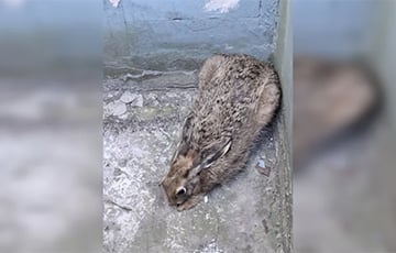 В Бобруйске заяц-театрал угодил в ловушку