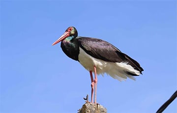 У Клецкім раёне заўважылі незвычайнага чорнага бусла