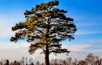 В Слуцком районе сосна рухнула прямо перед авто