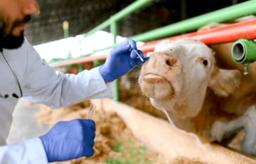 Ветеринар из-под Витебска: У меня психика чуть не слетела за месяц работы