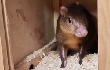 В Гродненском зоопарке появился Леонид Агути