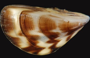 У ЗША гатовыя заплаціць $200 тысяч за рашэнне праблемы, якая ўжо абыходзіцца ў мільярды