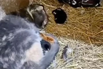 У Крычаве котка дапамагае курыцы даглядаць за куранятамі